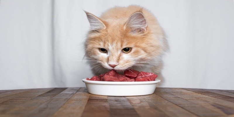 Can Persian Cats Eat Raw Meat