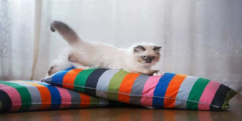 Can Ragdoll Cats Be Left Alone