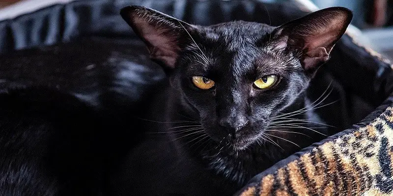 Can Siamese Cats Be Black