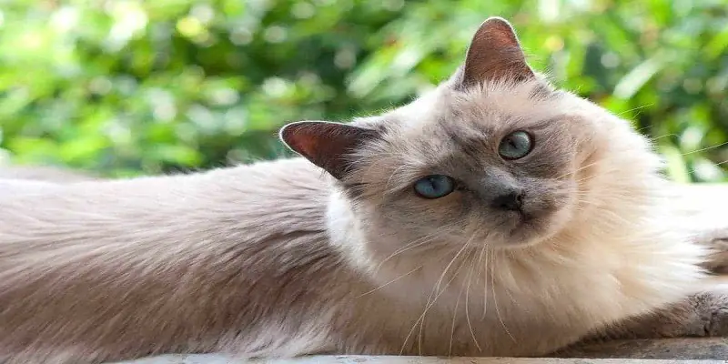 Can Siamese Cats Be Fluffy