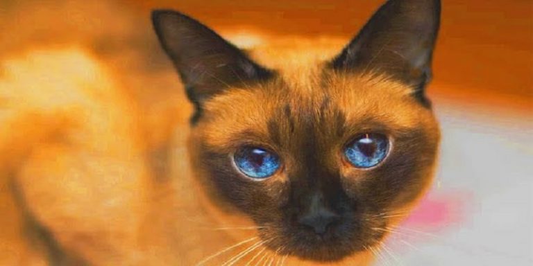 Can Siamese Cats Be Orange?