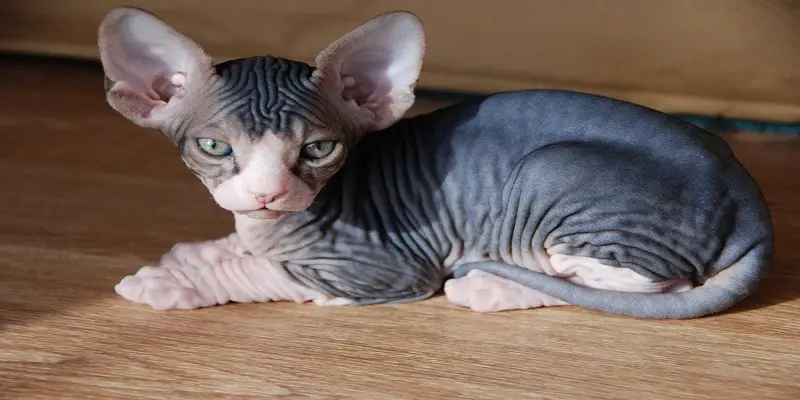Can Sphynx Cats Be Left Alone