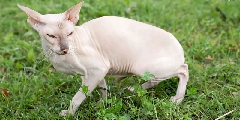 Can Sphynx Cats Go Outside
