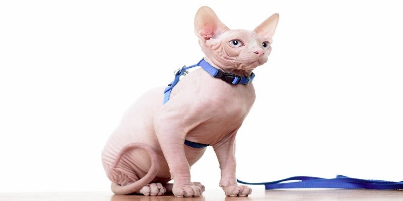 Can Sphynx Cats Wear Collars