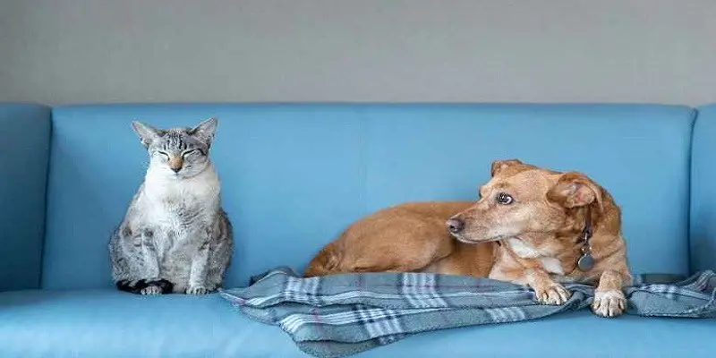Can Whippets Live With Cats