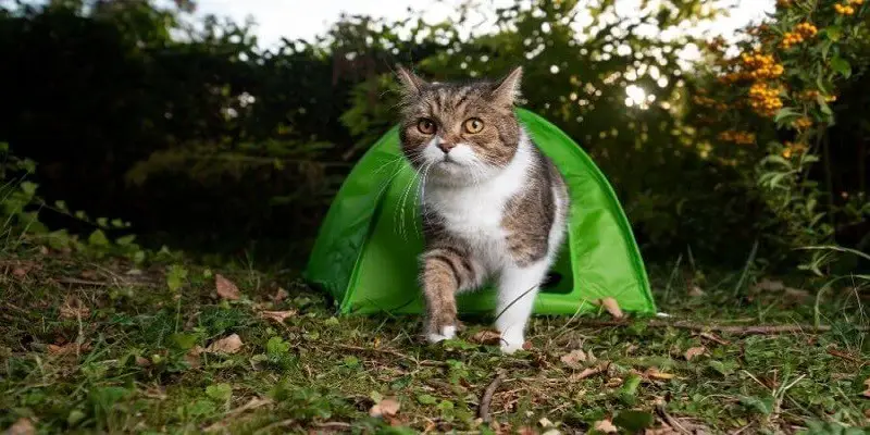 Can You Bring Cats Camping