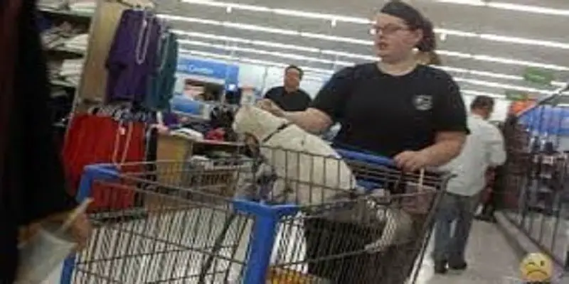 Can You Bring Cats In Walmart