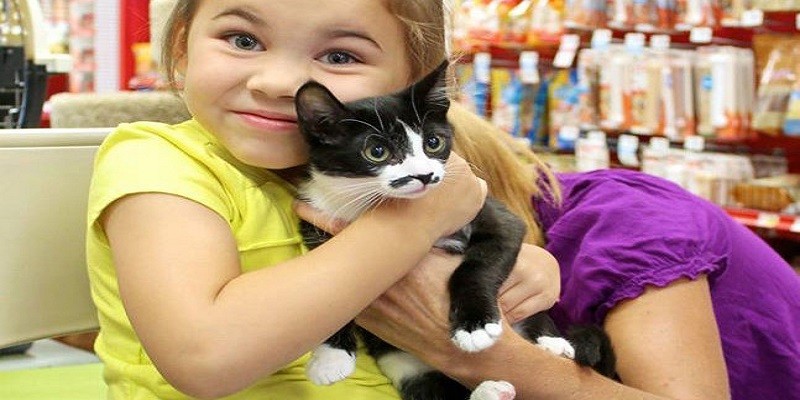 Can You Play With Cats At Petsmart