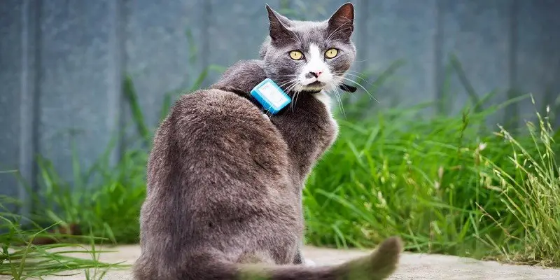 Can You Put A Gps Tracker On Your Cat