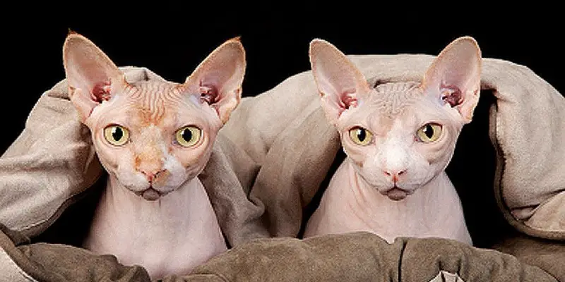 Can You Still Be Allergic To Hairless Cats