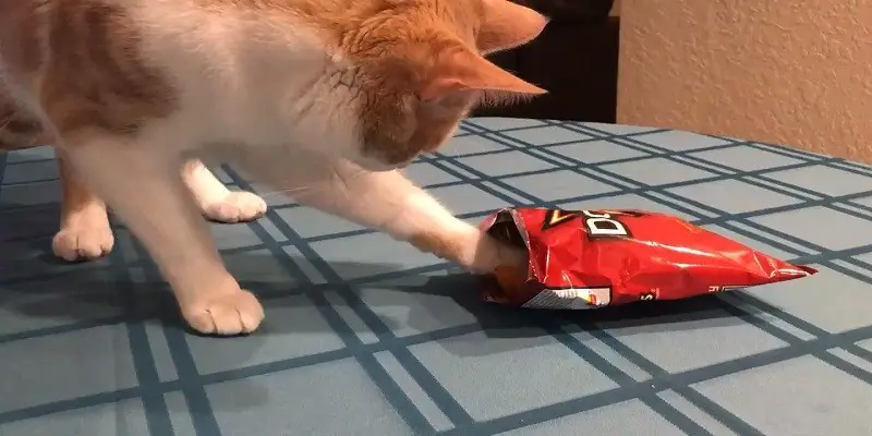 Cats Eat Doritos