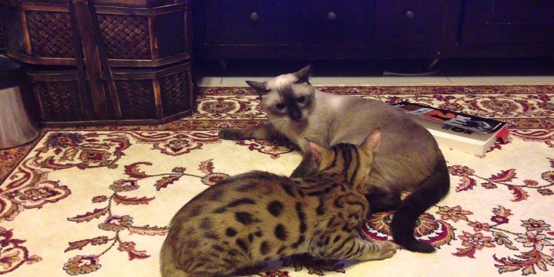 Do Bengal Cats Get Along With Siamese Cats