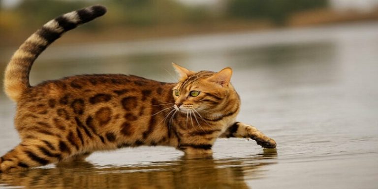 Do Bengal Cats Like Water do-bengal-cats-like-water