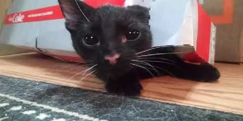 Do Black Cats Have Pink Noses