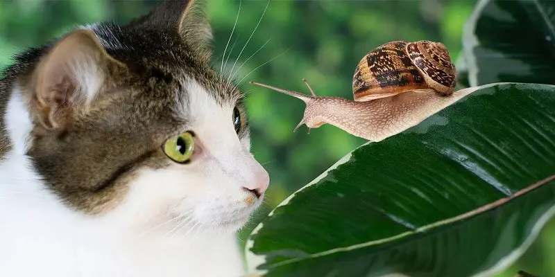 Do Cats Eat Snails