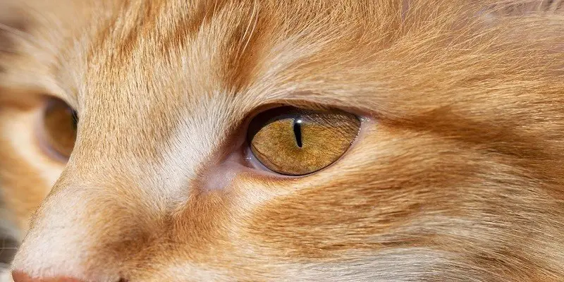 Do Cats Have Eyelashes