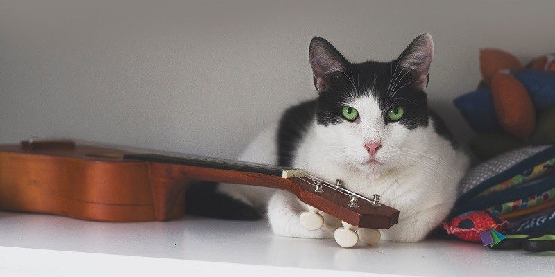 Do Cats Like Violin Music
