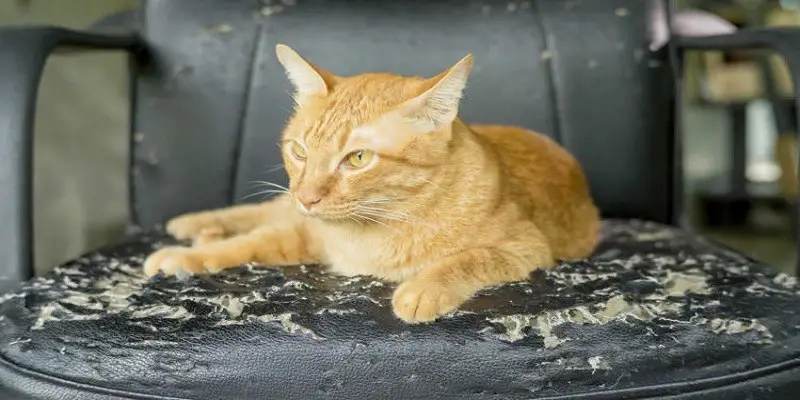 Do Cats Ruin Leather Furniture