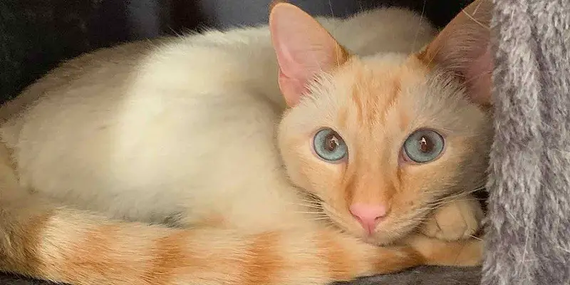 Do Flame Point Siamese Cats Shed