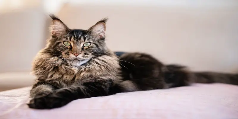 Do Maine Coons Have Oily Fur