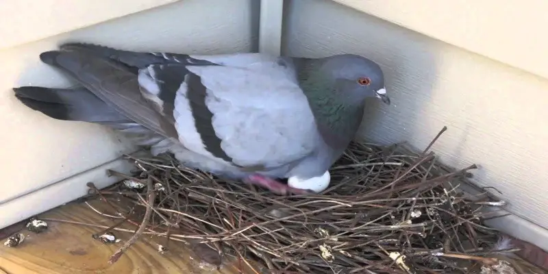 Do Pigeons Lay Eggs
