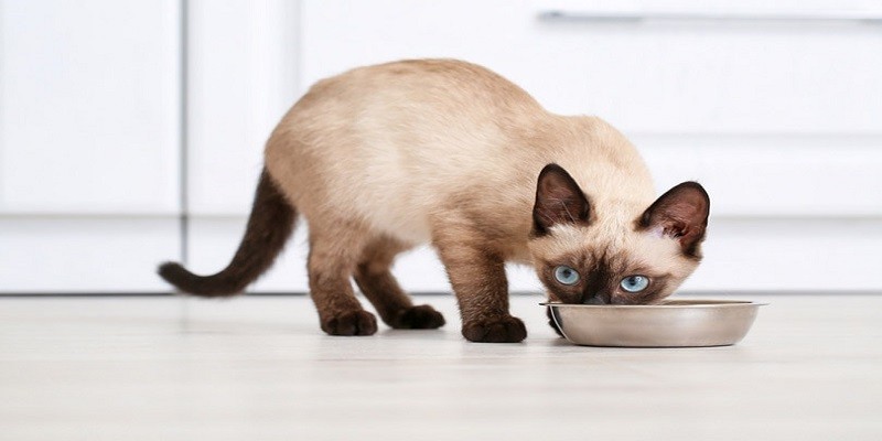 Do Siamese Cats Have Sensitive Stomachs