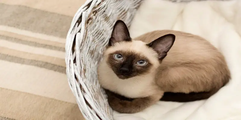 Do Siamese Cats Meow Differently