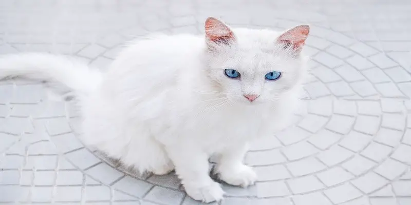 Do White Cats Have Health Problems