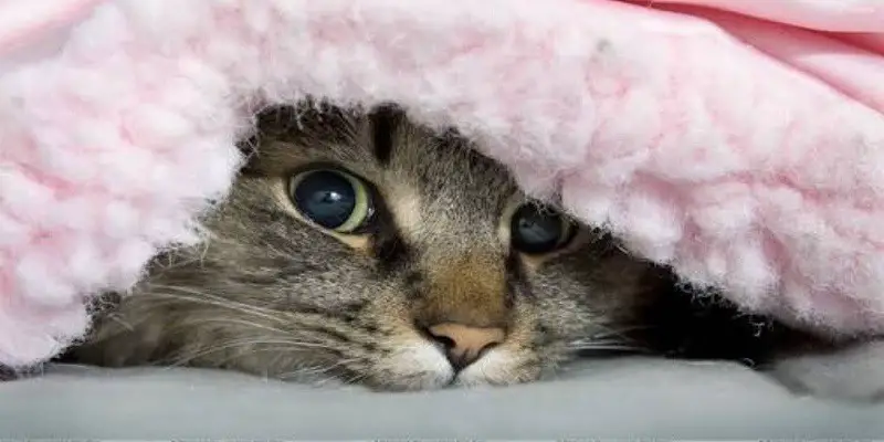How Can Cats Breathe Under Blankets