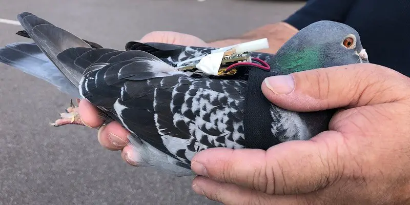 How Do Messenger Pigeons Know Where To Go