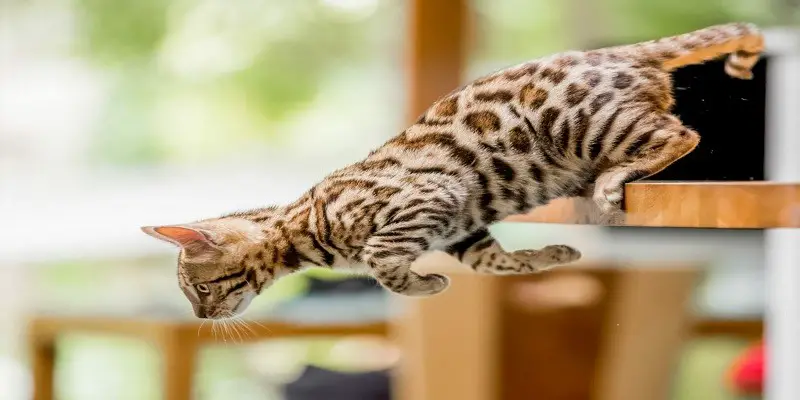 How High Can Bengal Cats Jump
