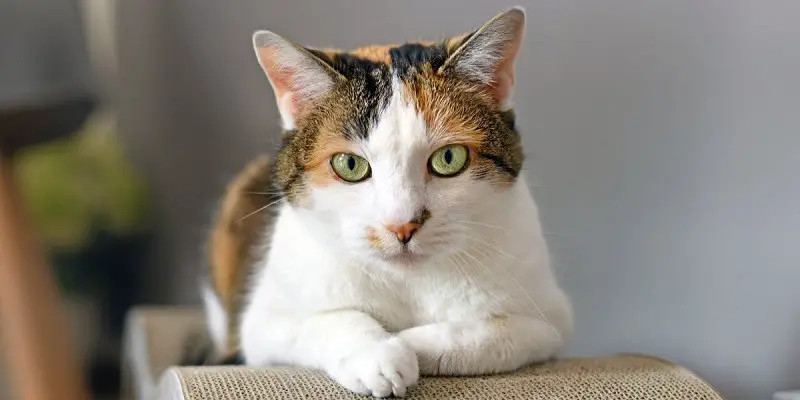 How Long Can A Calico Cat Live