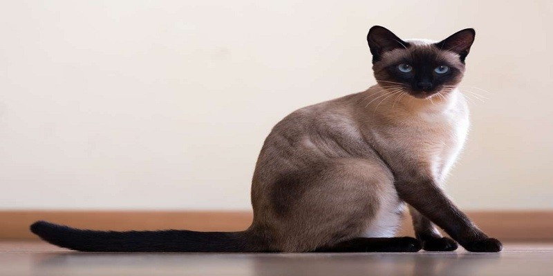 How Long Can You Leave Siamese Cats Alone