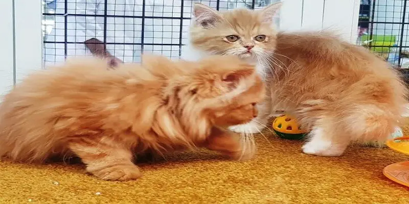 How Long Do Teacup Persian Cats Live