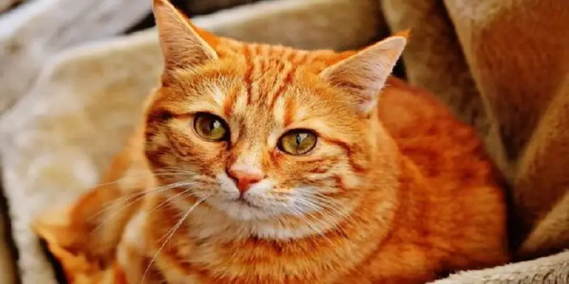 How Much Do Orange Cats Cost