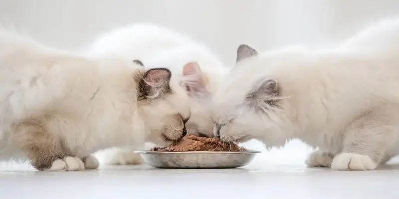 How Much Should A Ragdoll Cat Eat