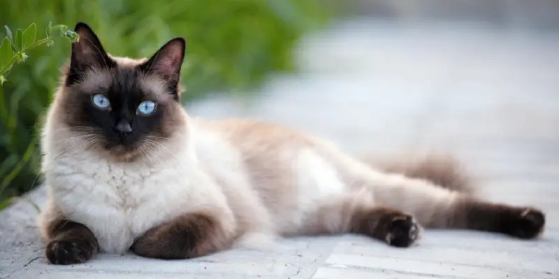 How Much Should My Siamese Cat Weigh