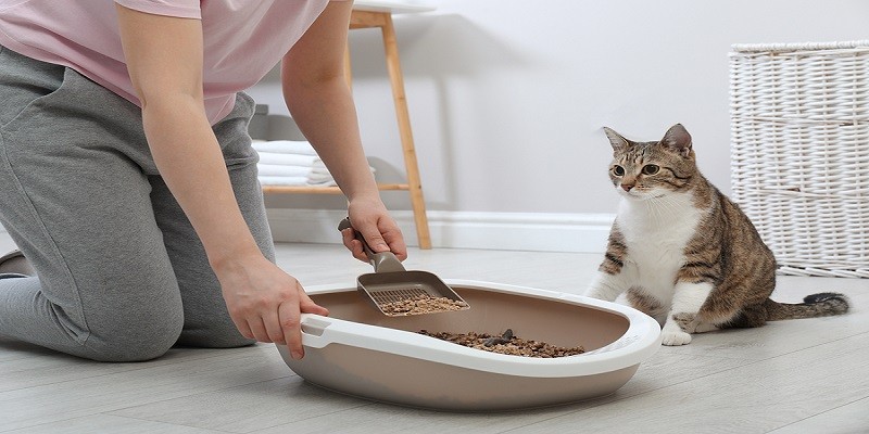 How Often To Wash A Litter Box