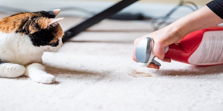 how-to-get-rid-of-cat-poop-smell-on-floors-12-detailed-steps