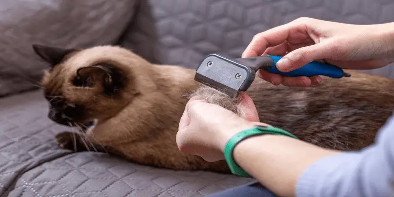 How To Groom A Siamese Cat