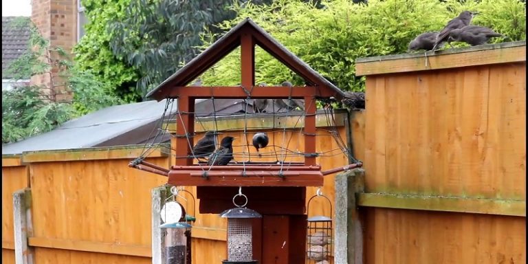How To Keep Pigeons Away From Bird Feeders?
