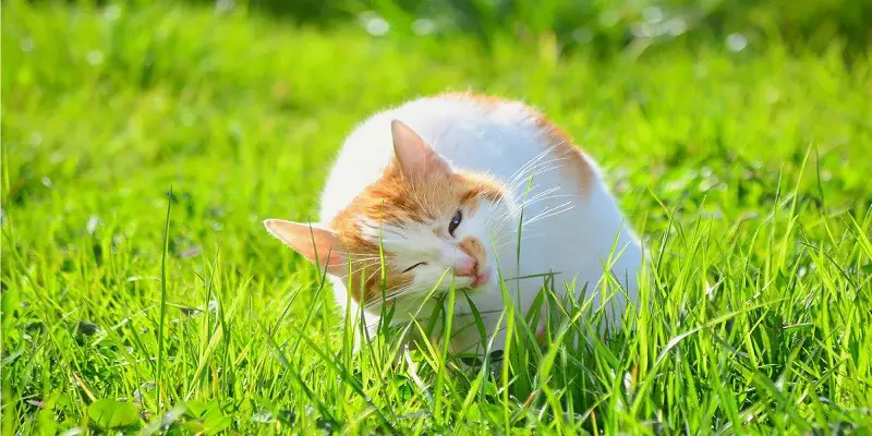 How To Stop Cats From Eating Grass