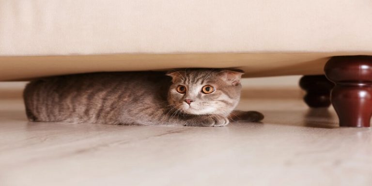 how-to-stop-cats-from-going-under-the-couch