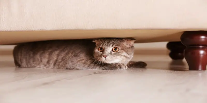 How To Stop Cats From Going Under The Couch