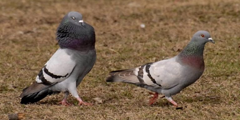 How To Tell If A Pigeon Is Male Or Female?