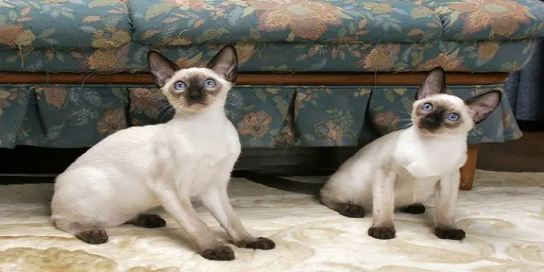 Siamese Cat Growth Timeline?