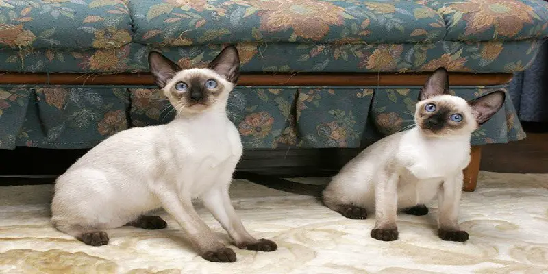 Siamese Cat Growth Timeline