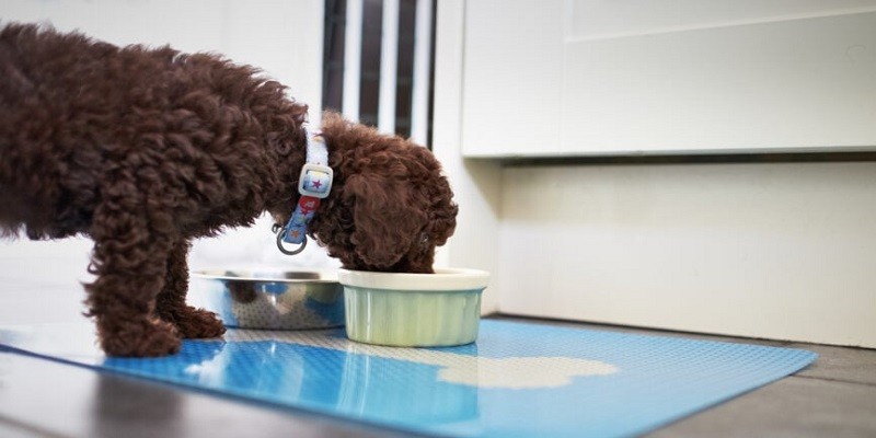 Things To Consider When Buying Pet Food Mat
