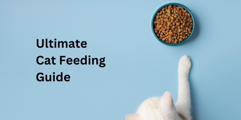 Ultimate Cat Feeding Guide: What & How Much to Feed Them