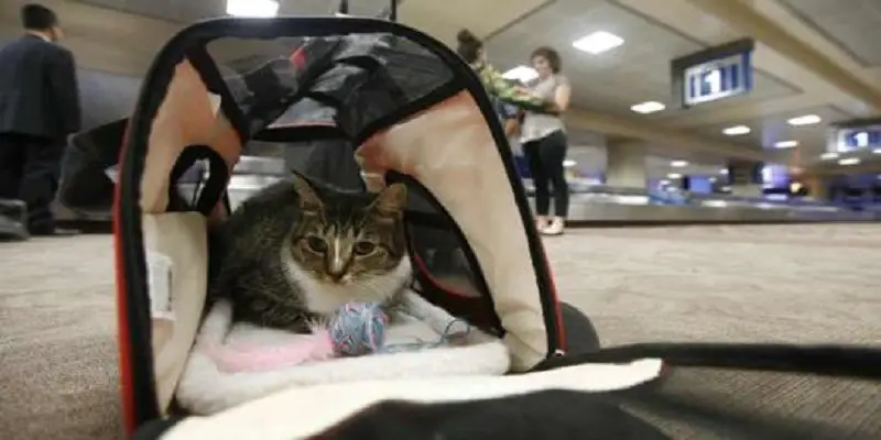 What Airlines Allow Cats In Cabin